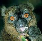 PROLEMUR