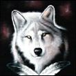 -=Wolf=-