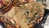 Soul-of-Lion
